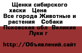 Щенки сибирского хаски › Цена ­ 12 000 - Все города Животные и растения » Собаки   . Псковская обл.,Великие Луки г.